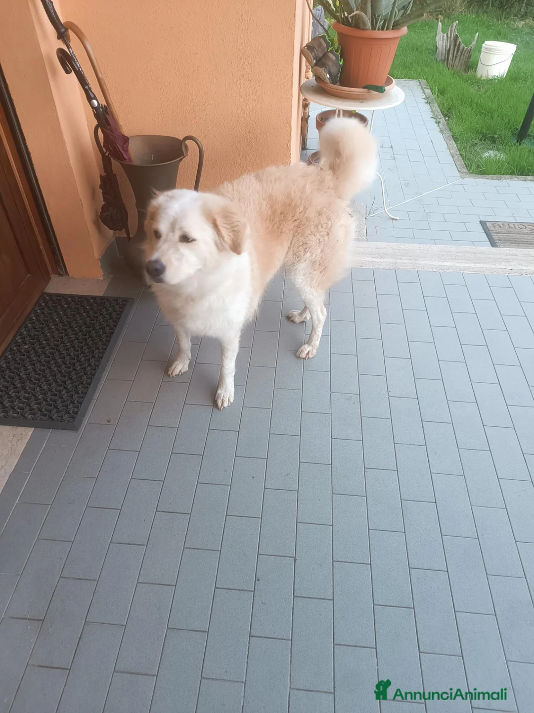 Meticcio cani in regalo: Ambra  a Provincia di Pisa - Annuncio 3