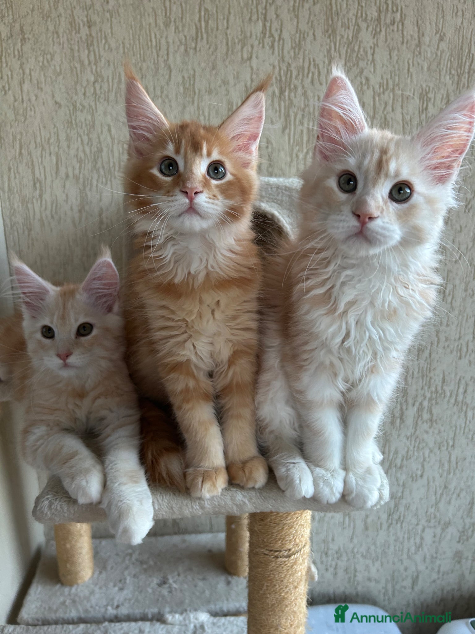 Maine Coon gatti Maine Coon  - Annuncio 1