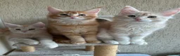 Maine Coon gatti in vendita: Maine Coon  - Annuncio 1