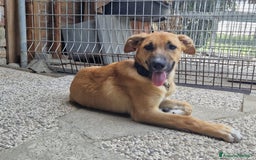 Meticcio cani in regalo: MIELE 4,5mesi in cerca d'amore a Provincia di Reggio Emilia - Immagine 1