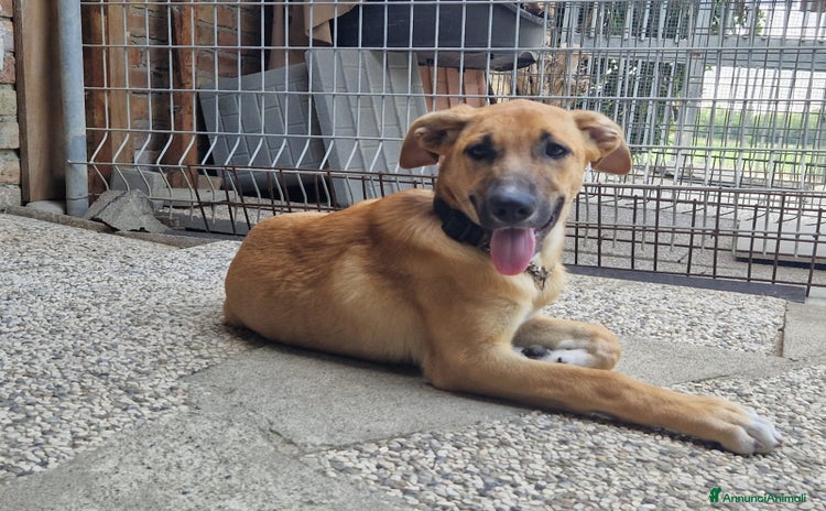 Meticcio cani a Provincia di Reggio Emilia - Annuncio 17