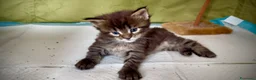 Maine Coon gatti in vendita: Maine coon cucciolo maschio  - Annuncio 2
