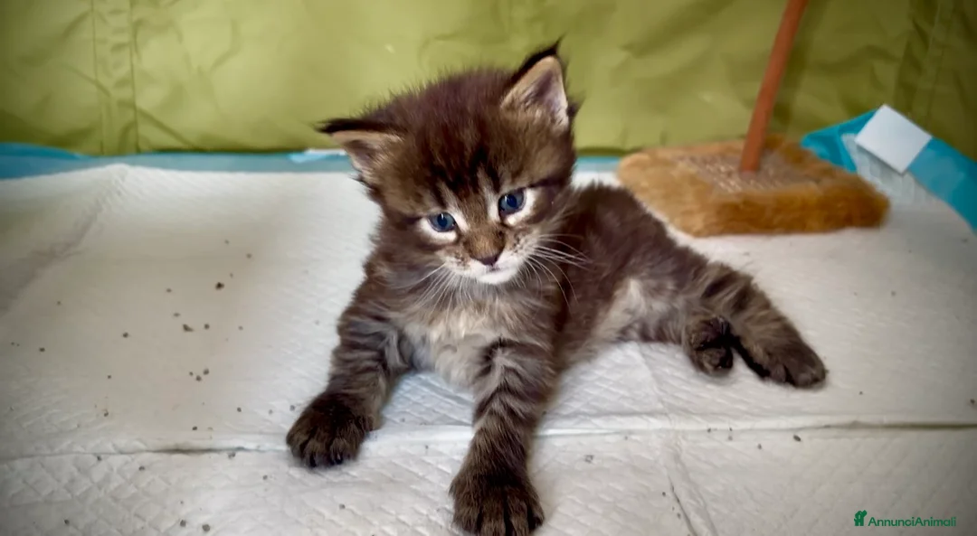 Maine Coon gatti in vendita: Maine coon cucciolo maschio  - Annuncio 2