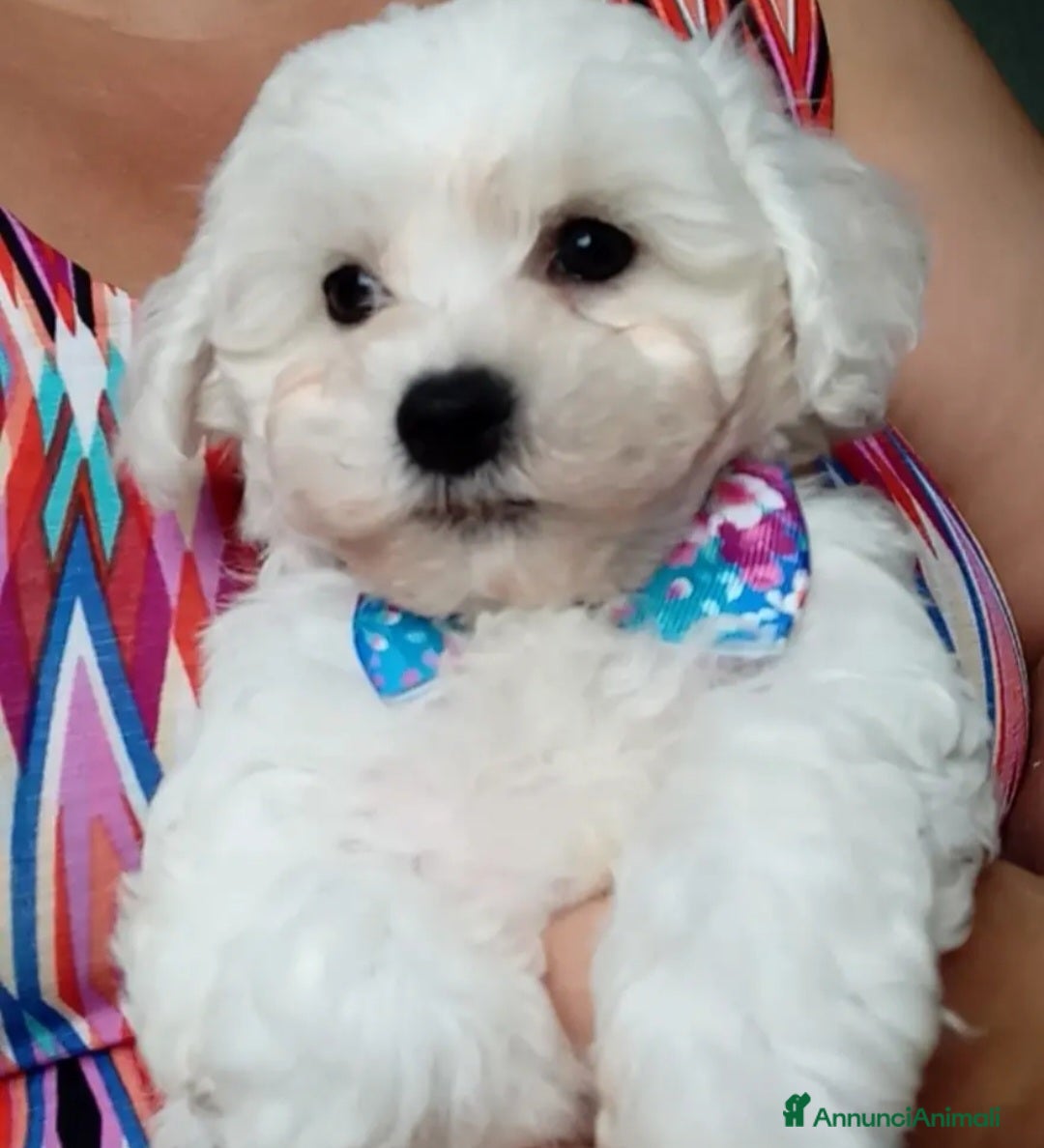 Bichon cani in vendita: Bichon a poil frisé - Annuncio 6