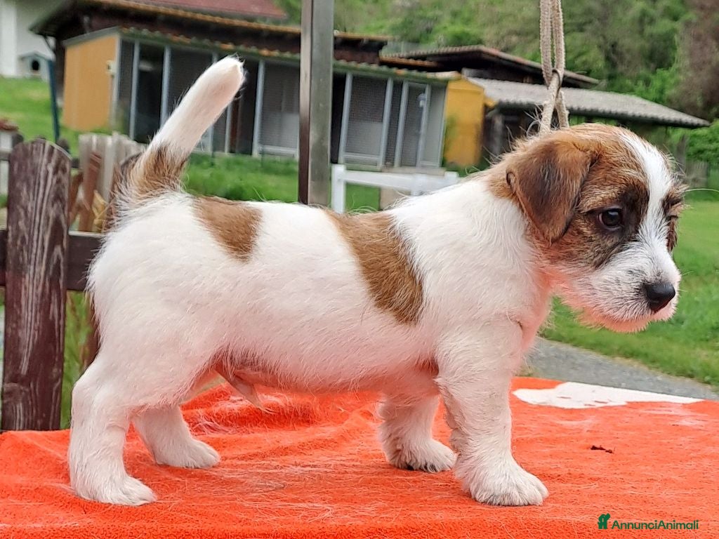 Jack Russell cani Cuccioli Jack Russell ruvido - Annuncio 1