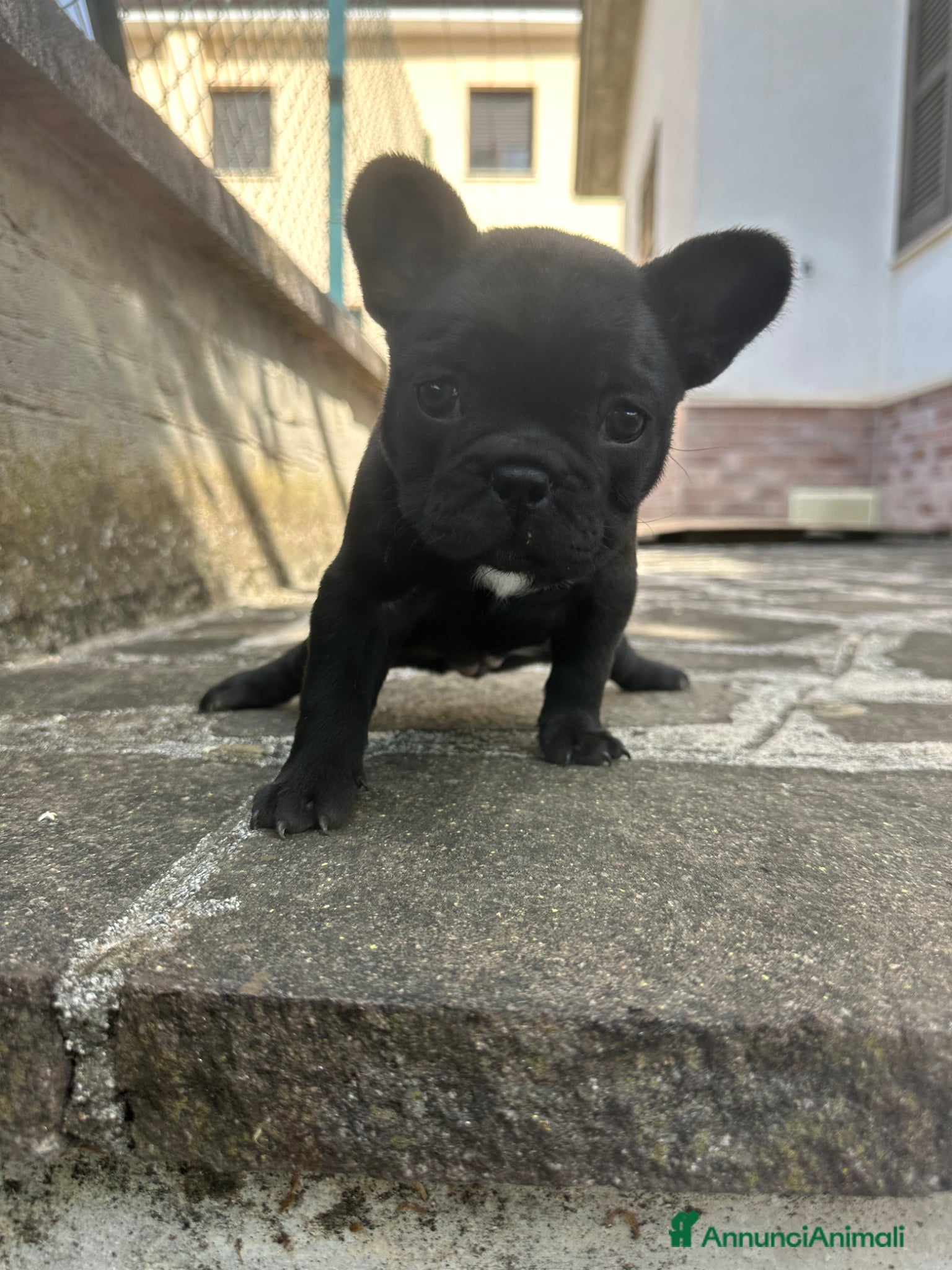 Bulldog Francese cani in vendita: bulldog francese blue e nero tigrato  - Annuncio 8