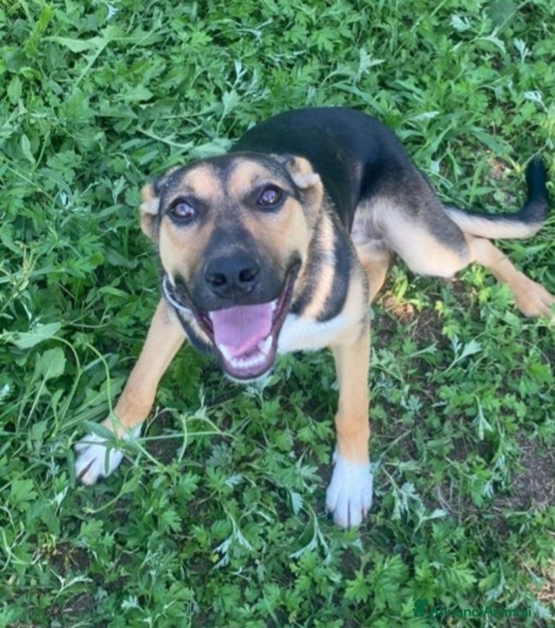 Meticcio cani in regalo: Pastorina 10mesi tg media PADOVA URGE CASA a Città metropolitana di Milano - Immagine 2