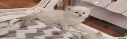 Ragdoll gatti in vendita: Gattini Ragdoll con pedigree  - Annuncio 10