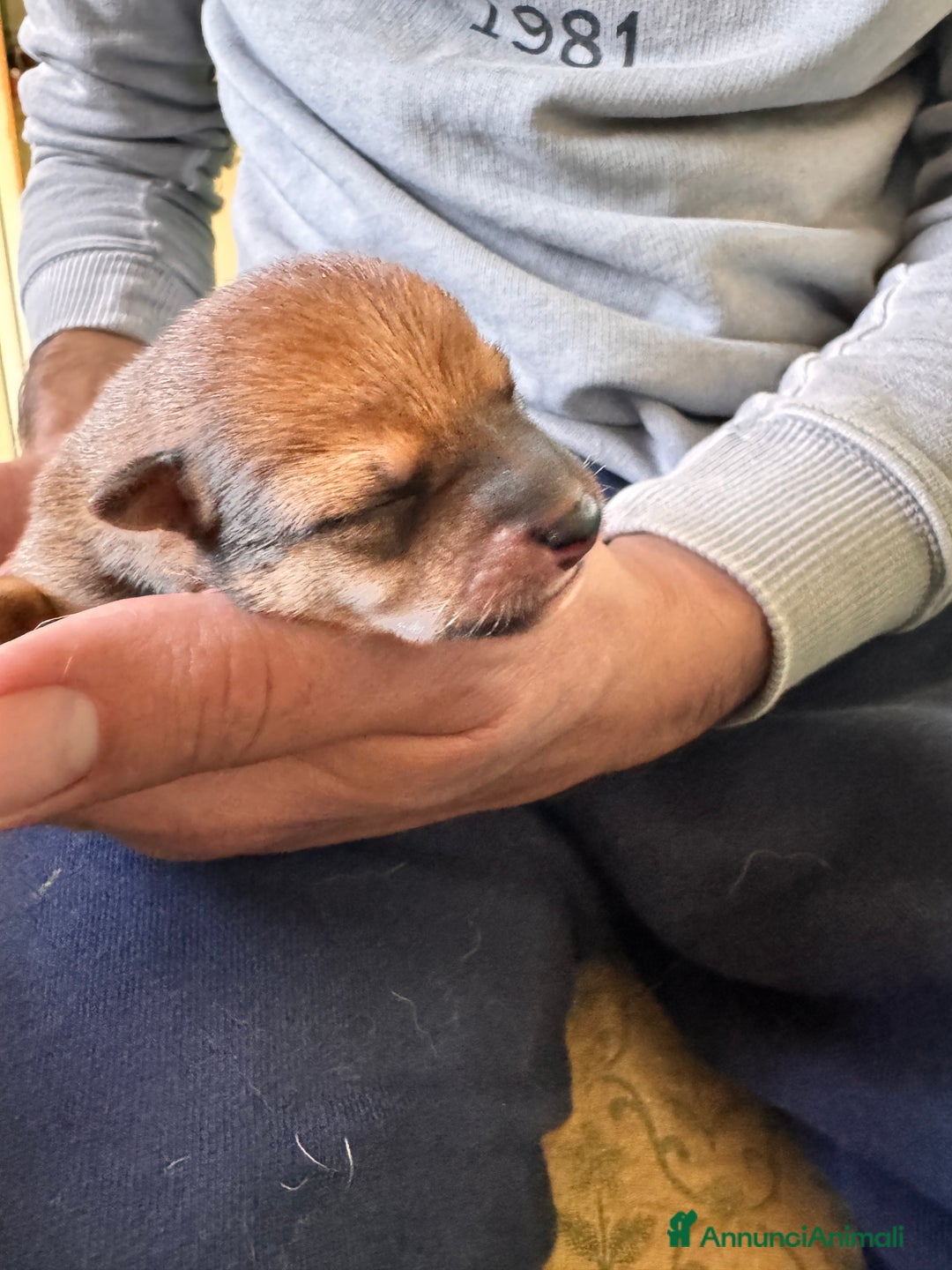 Shiba Inu cani in vendita: Shiba inu cuccioli con pedigree  - Annuncio 4