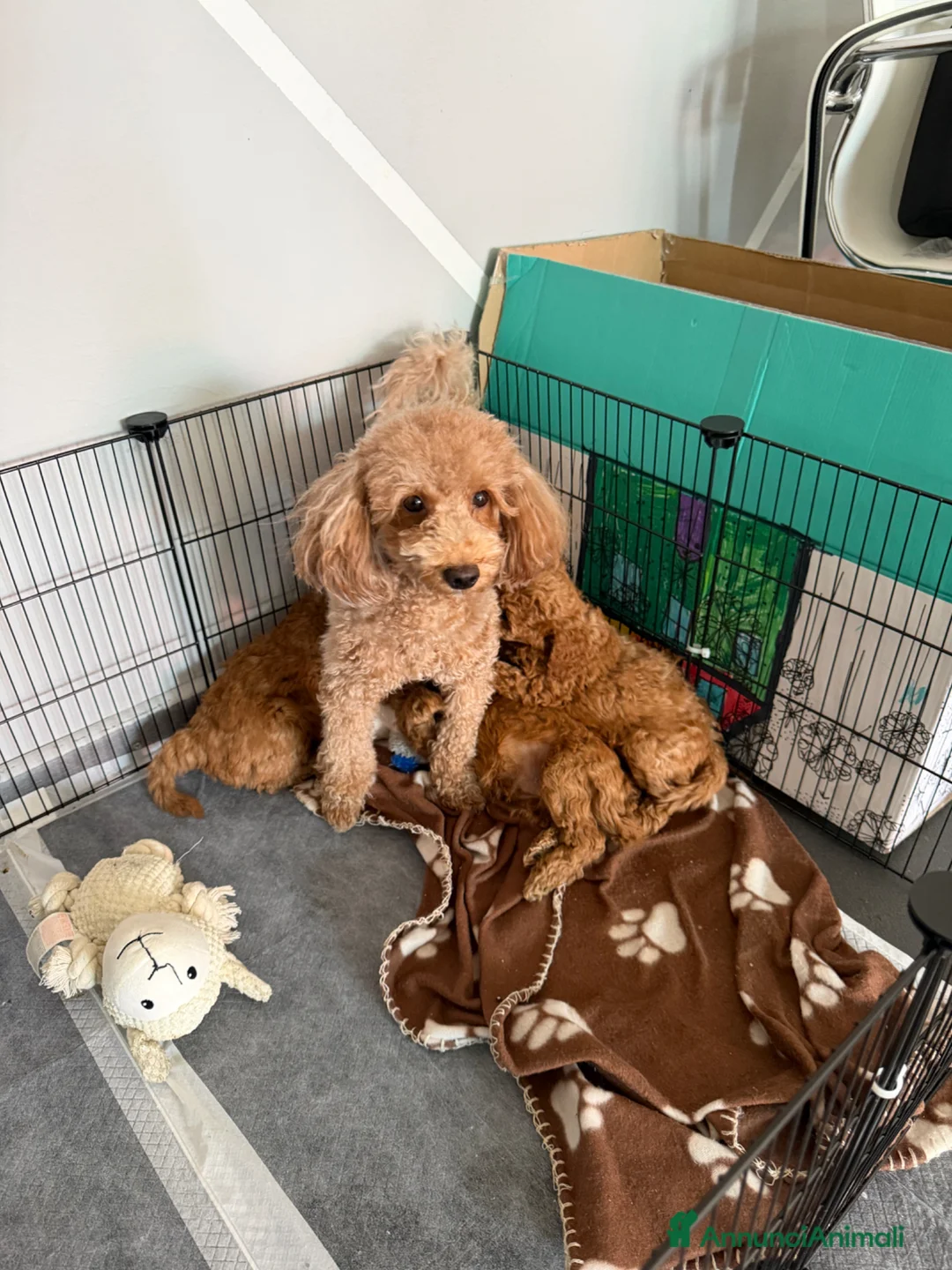 Barboncino cani in vendita: Cuccioli di Barboncino  - Annuncio 9