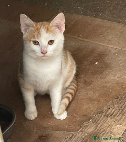 Meticcio gatti LA TENERA KANGA - Annuncio 17