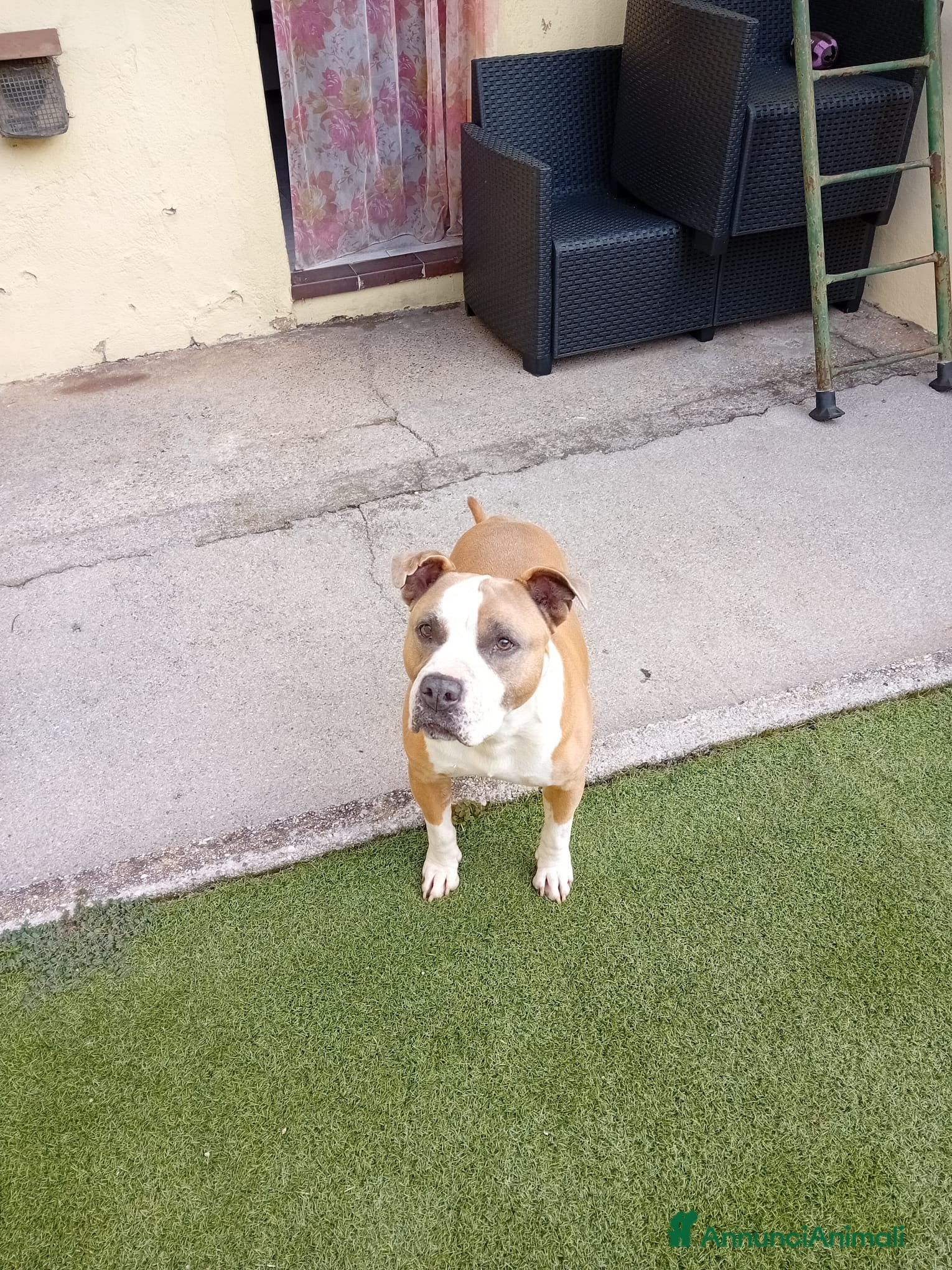 American Staffordshire cani Amstaff 9 anni - Annuncio 3