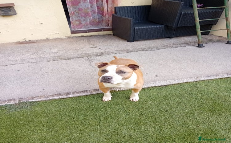 American Staffordshire cani - Annuncio 2