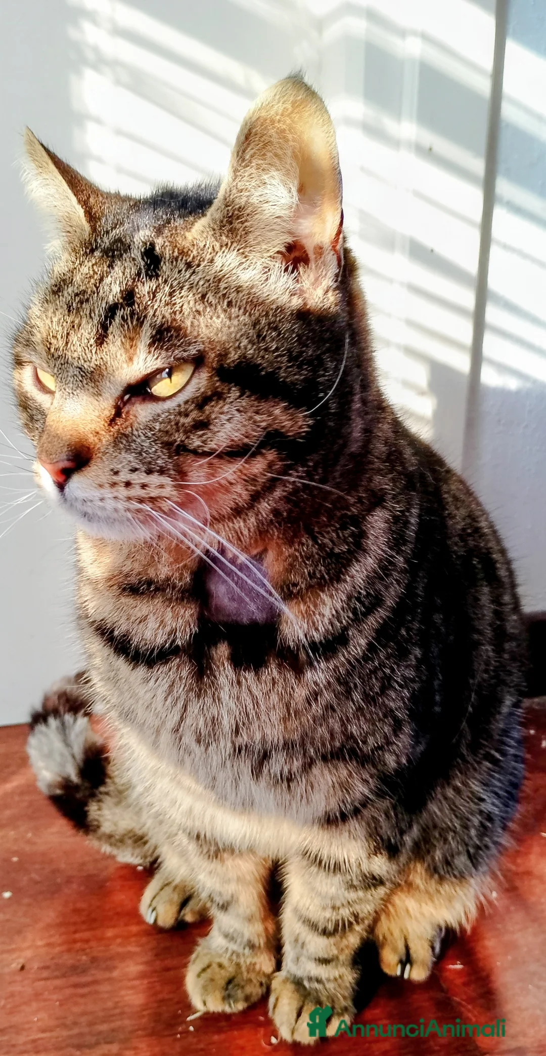 Meticcio gatti in regalo: Regalo due bellissime gatte - Annuncio 2