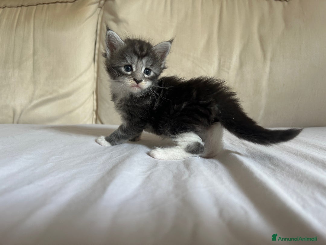 Maine Coon gatti in vendita: Maine Coon cuccioli pedigree ANFI a Provincia di Modena - Immagine 3