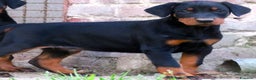 Dobermann cani in vendita: Dobermann cuccioli - Annuncio 2