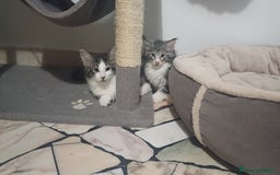 Norvegese gatti in vendita: Gatti delle foreste norvegesi  a Provincia di Vicenza - Immagine 1