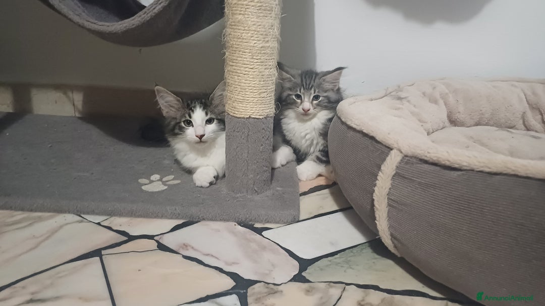 Norvegese gatti in vendita: Gatti delle foreste norvegesi  a Provincia di Vicenza - Immagine 1