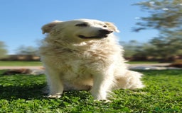 Pastore Maremmano cani in regalo: BIANCA una meraviglia soffice e bianca a Pomezia - Immagine 7