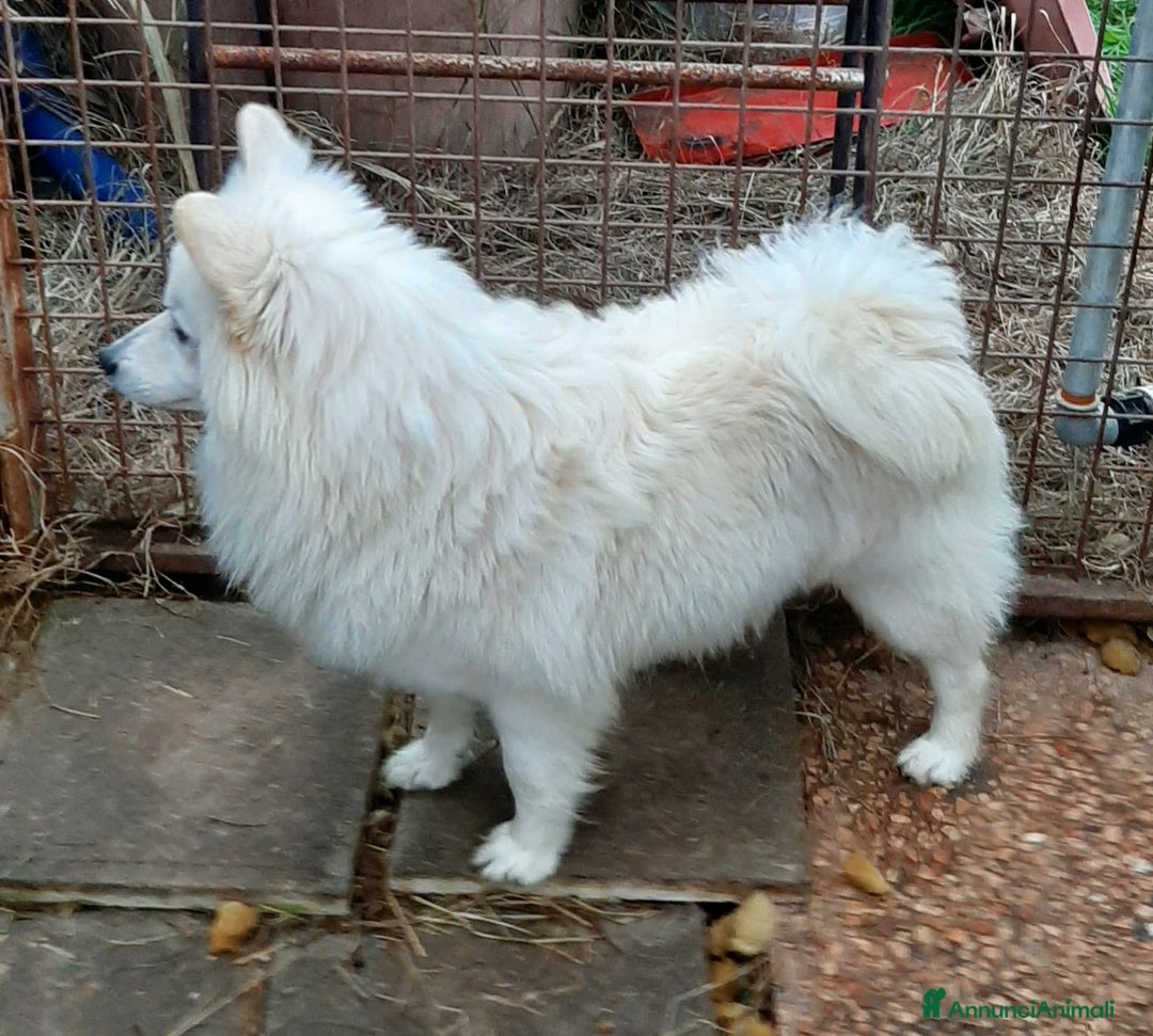 Volpino Italiano cani in vendita: Cuccioli di volpino bianco  - Annuncio 4