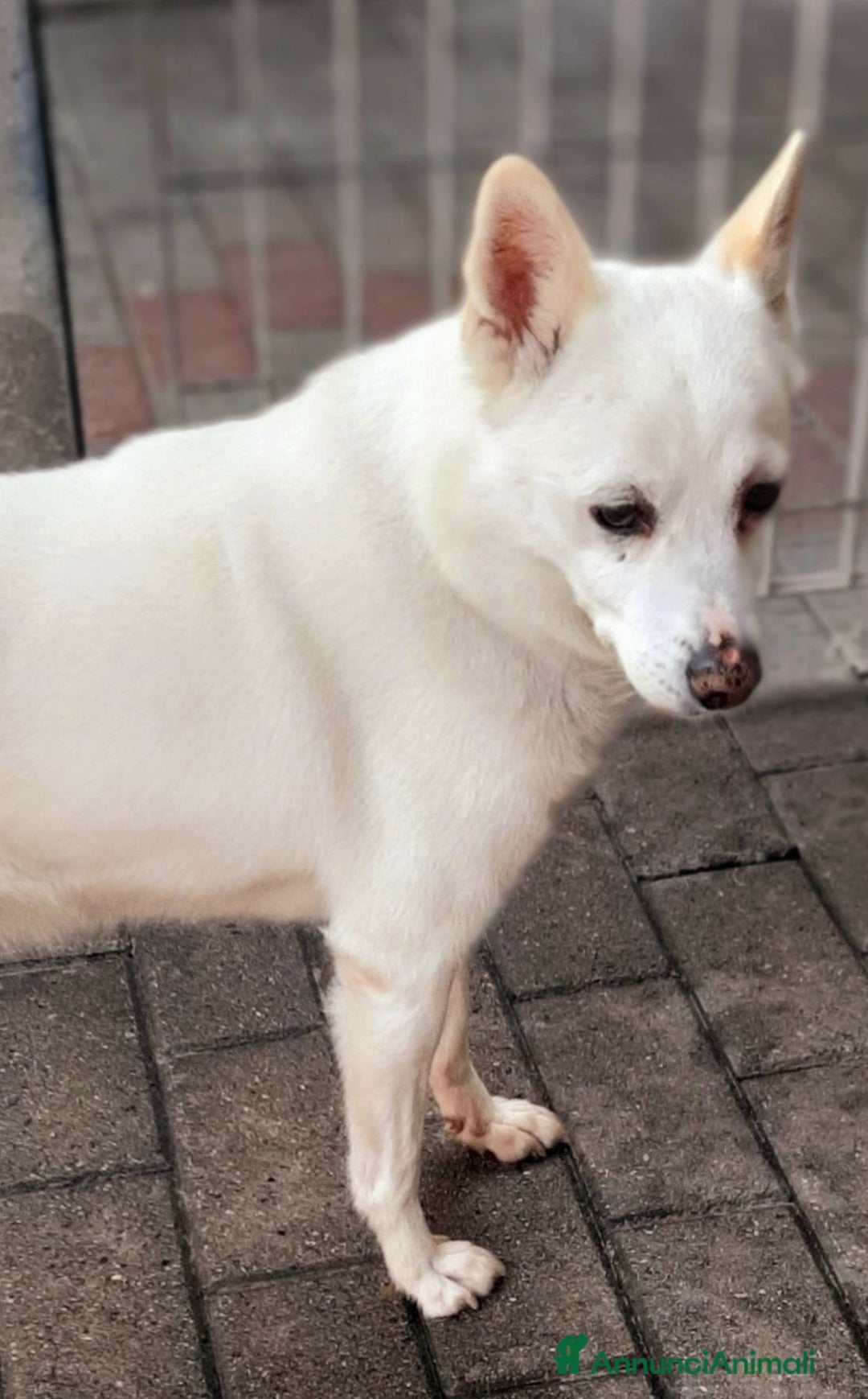 Meticcio cani in regalo: FOX CAGNOLINO CANDIDO - Annuncio 3