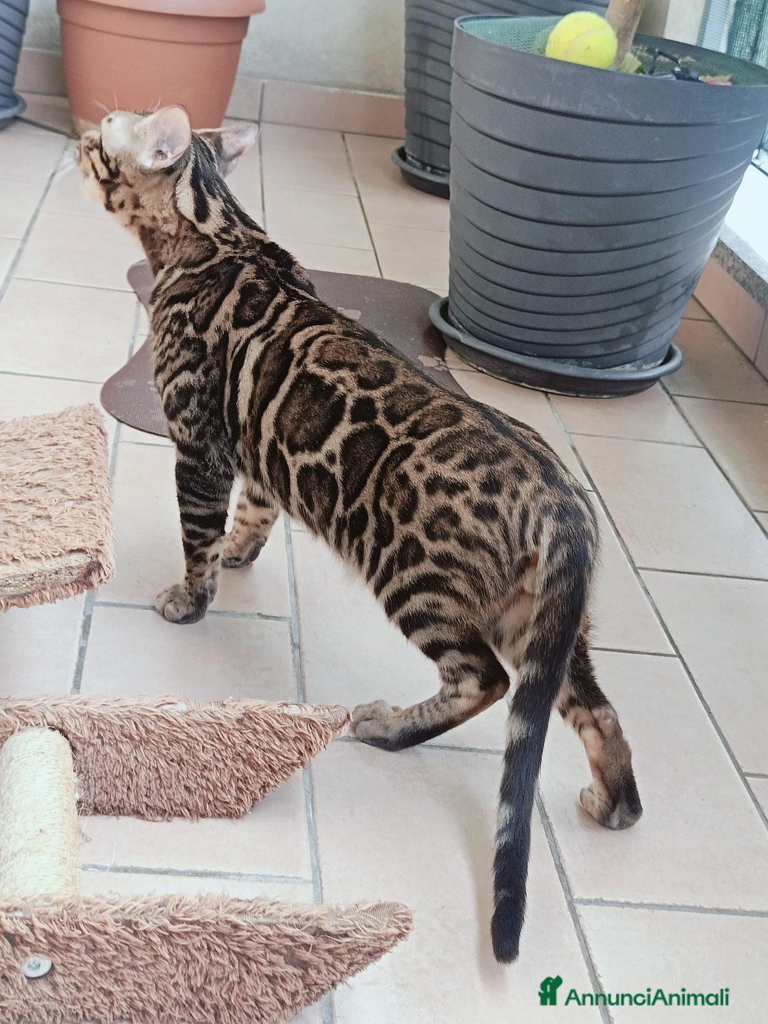 Bengala gatti in vendita: Bengala  a Città metropolitana di Milano - Immagine 3