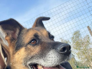 Meticcio cani Mix Pastore adulto dalla catena al box NAPOLI SOS a Città Metropolitana di Milano - Annuncio 24