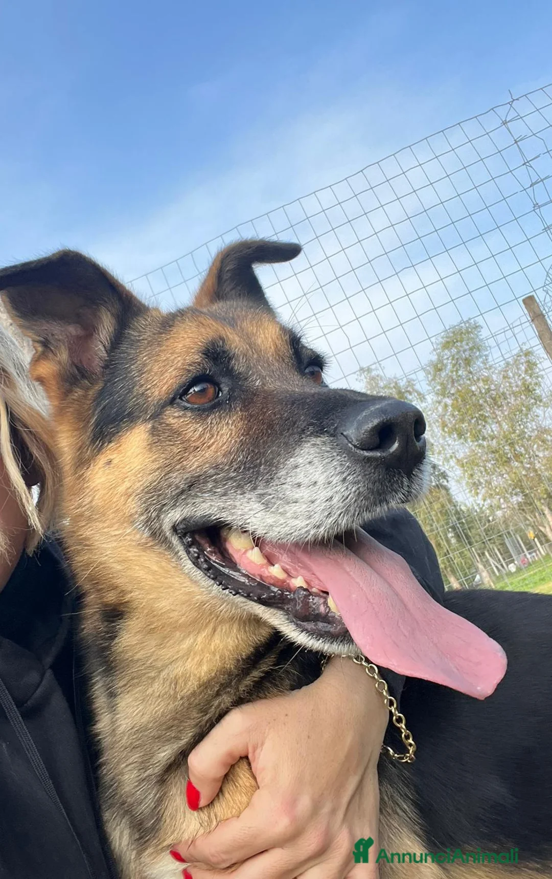 Meticcio cani in regalo: Mix Pastore adulto dalla catena al box NAPOLI SOS a Città Metropolitana di Milano - Annuncio 1