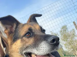 Meticcio cani Mix Pastore adulto dalla catena al box NAPOLI SOS a Città Metropolitana di Milano - Annuncio 34