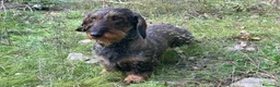 Bassotto cani in vendita: Cucciolo di Bassotto Standard pelo Duro - Annuncio 6