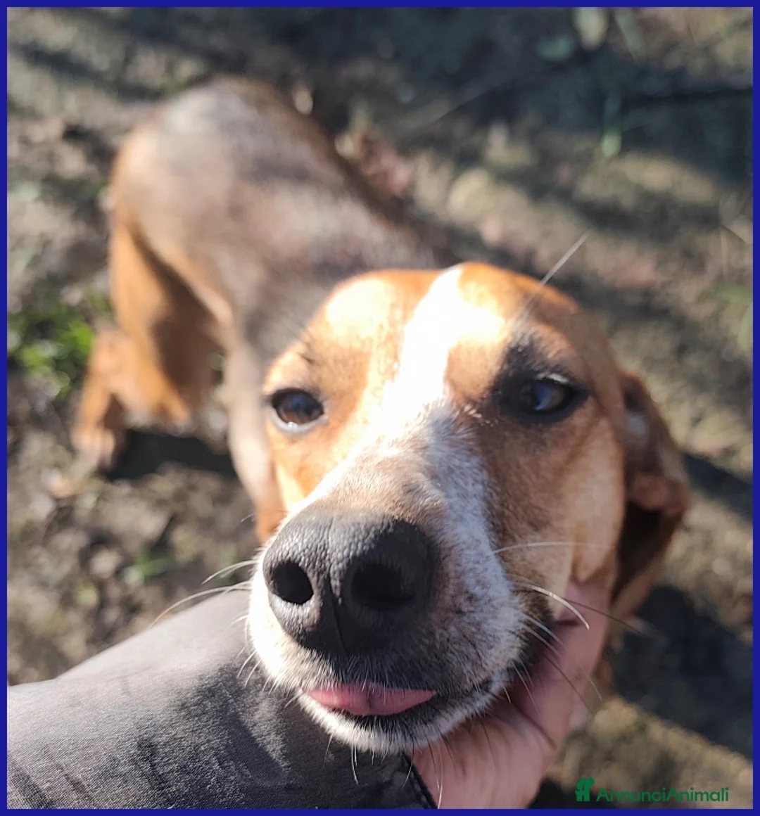 Meticcio cani in regalo: ALPENLIEBE, CAGNOLINA DI 4 ANNI - Annuncio 12