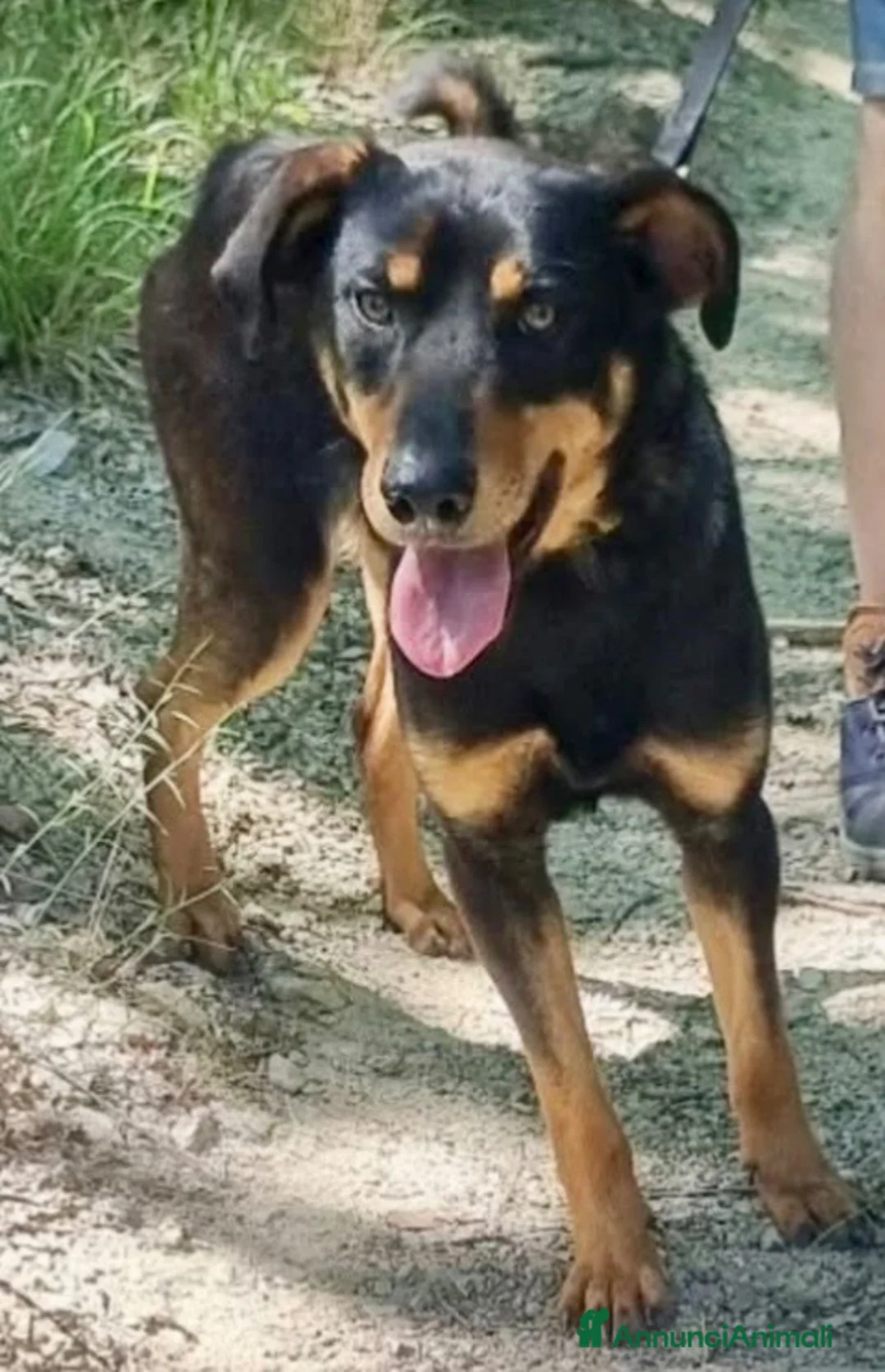 Meticcio cani in regalo: Pino  - Annuncio 5