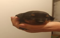 Pinscher Miniatura cani in vendita: Pinscher nani cuccioli nero focato  a Città Metropolitana di Firenze - Immagine 3