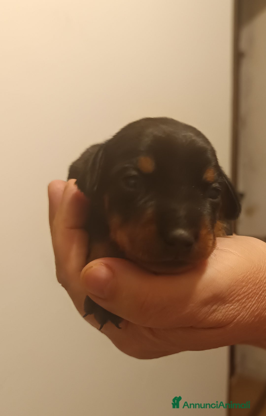 Pinscher Miniatura cani in vendita: Pinscher nani cuccioli nero focato  a Città Metropolitana di Firenze - Immagine 3