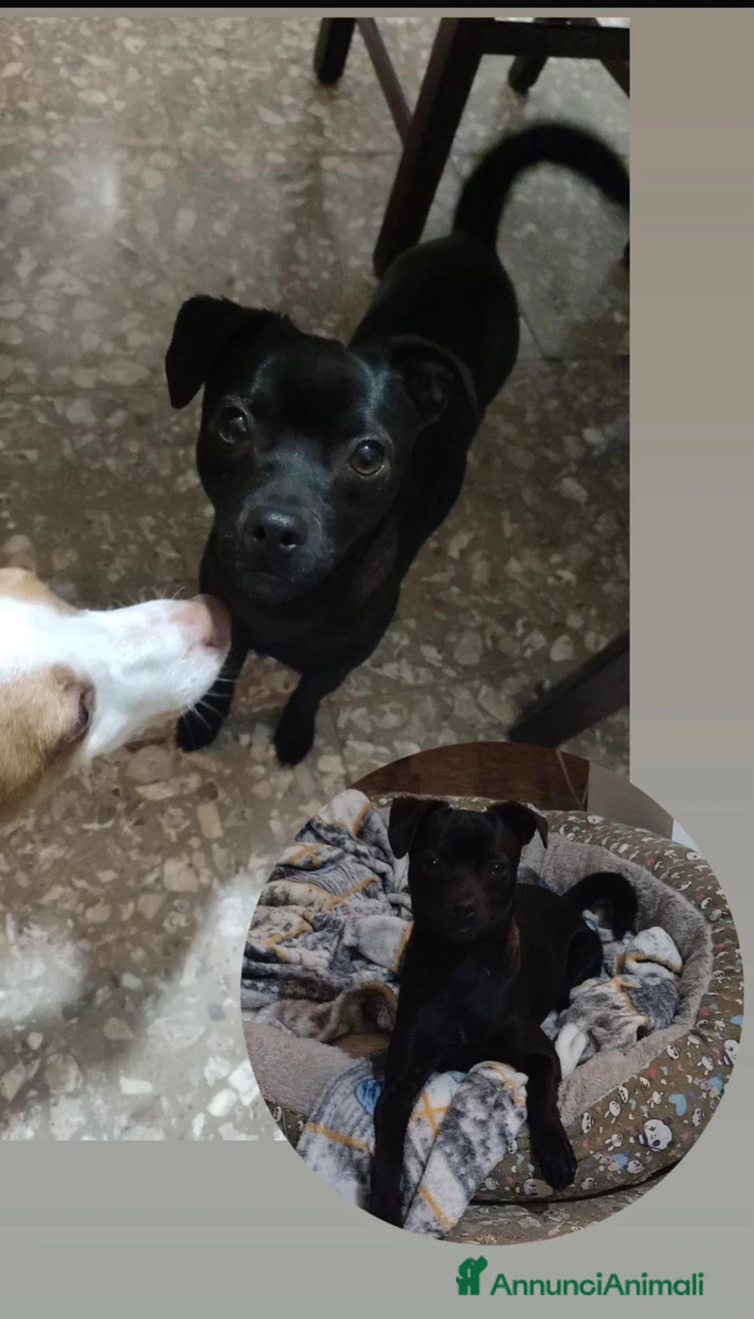 Meticcio cani in regalo: Cagnolino nero taglia piccola  - Annuncio 1