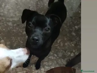 Meticcio cani Cagnolino nero taglia piccola - Annuncio 22