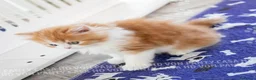 Scottish gatti in vendita: Cuccioli Scottish Highland con Pedigree - Annuncio 8