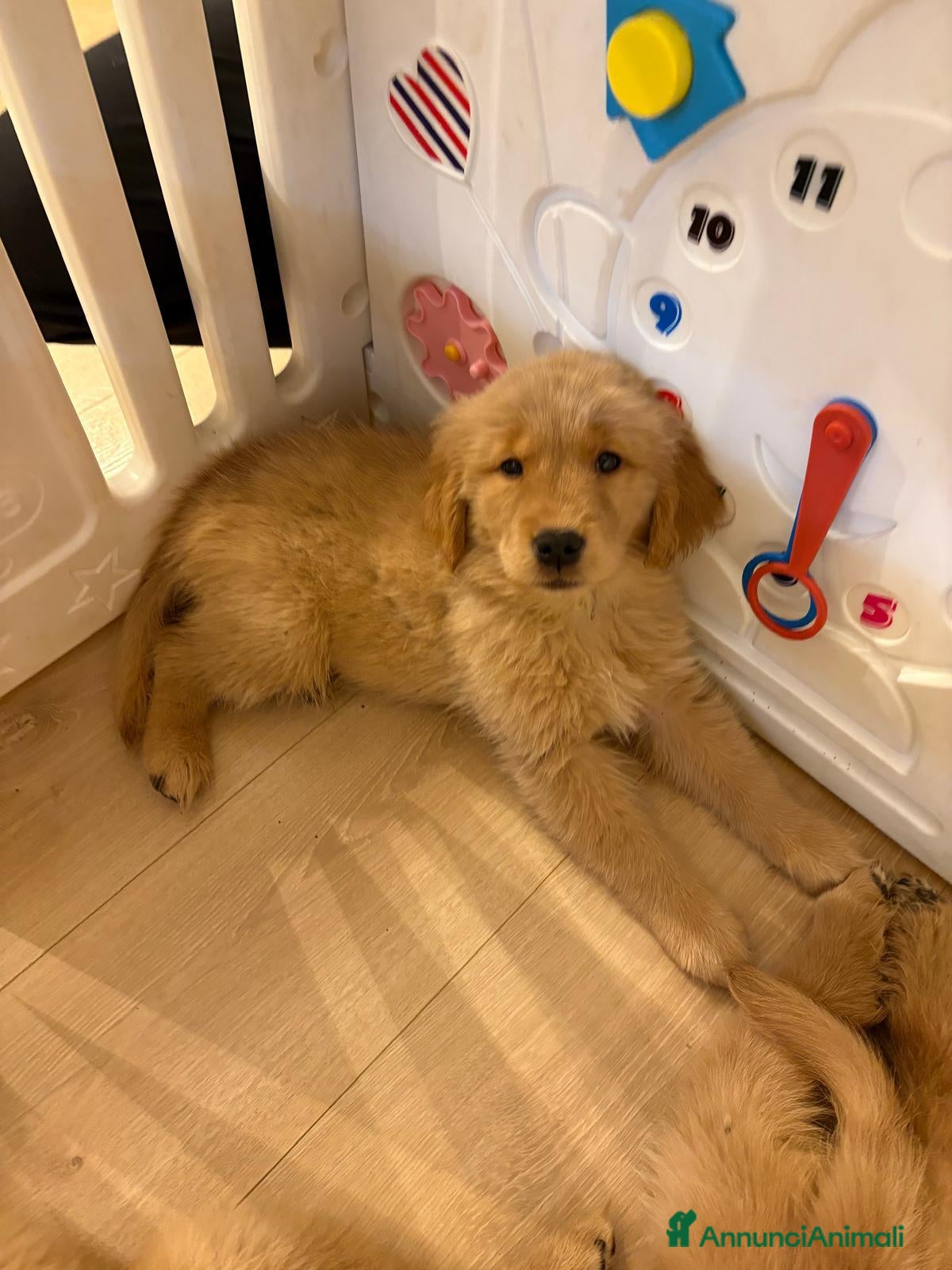 Golden Retriever cani Cucciole Golden Retriever 100% americane - Annuncio 2