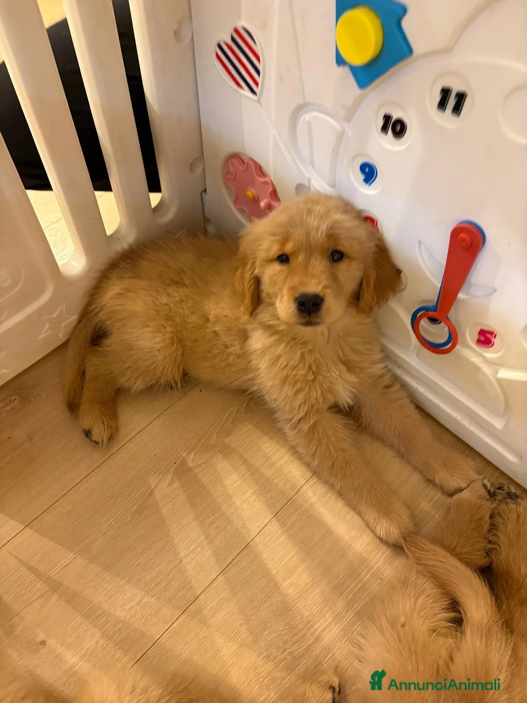 Golden Retriever cani in vendita: Cucciole Golden Retriever 100% americane - Annuncio 2