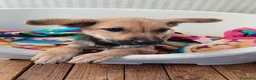 Meticcio cani in regalo: Elide, dolcissima cucciola in adozione - Annuncio 3