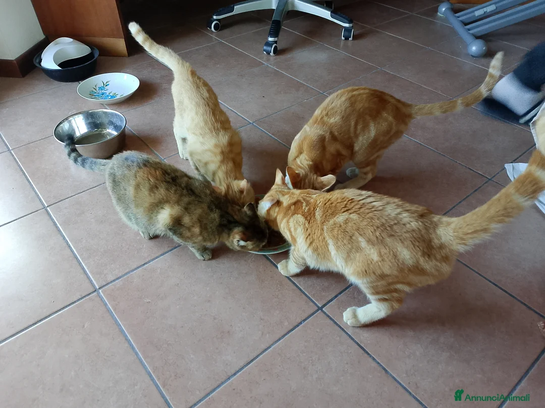 Altre razze gatti in regalo: Tre gattini offerti anche separatamente a Provincia di Monza e della Brianza - Annuncio 1