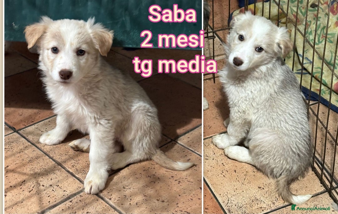 Meticcio cani in regalo: CUCCIOLI,  URGENTE: TEMPO SCADUTO! - Annuncio 7