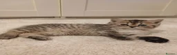 Scottish gatti in vendita: Scottish fold/straight  a Provincia di Padova - Annuncio 8