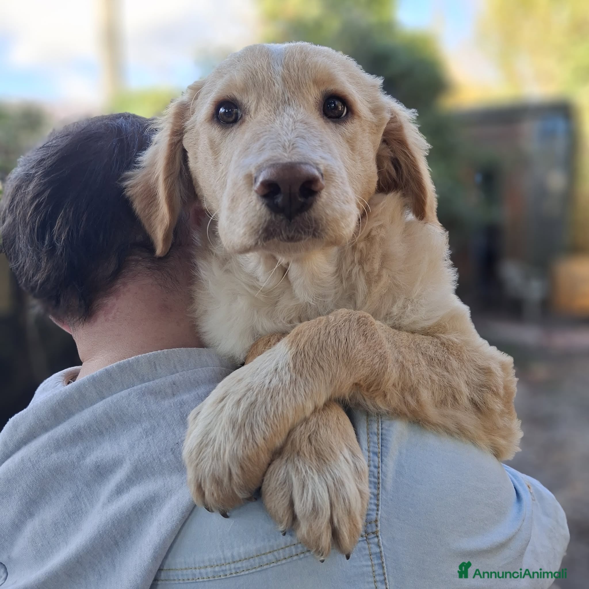 Meticcio cani 4 CUCCIOLE impaurite cercano famiglie speciali! - Annuncio 21