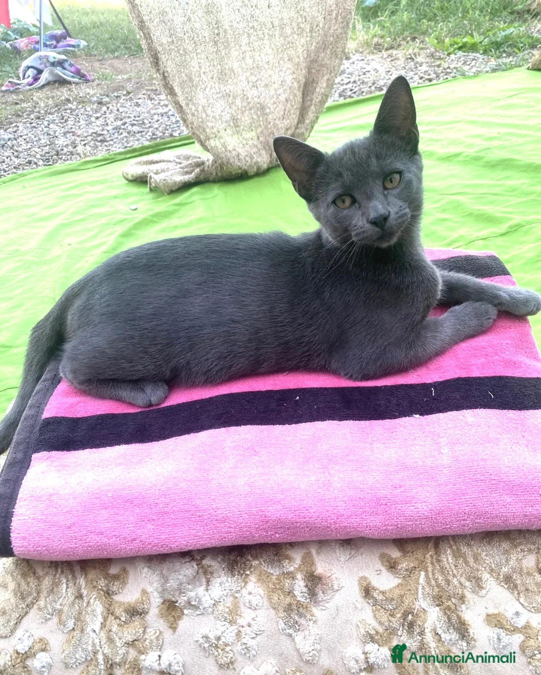 Europeo gatti in regalo: Gattino maschio 5 mesi  - Annuncio 2