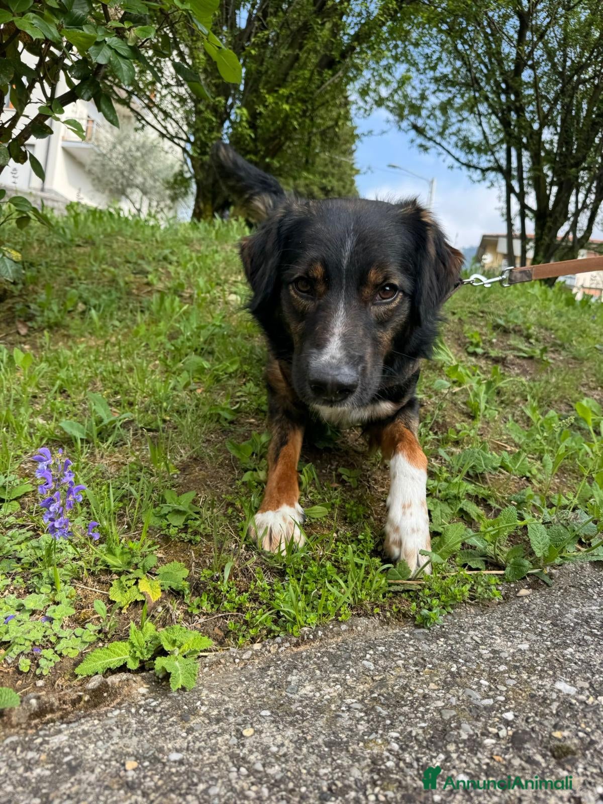 Meticcio cani duke  - Annuncio 1