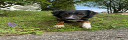 Meticcio cani in regalo: duke  - Annuncio 1