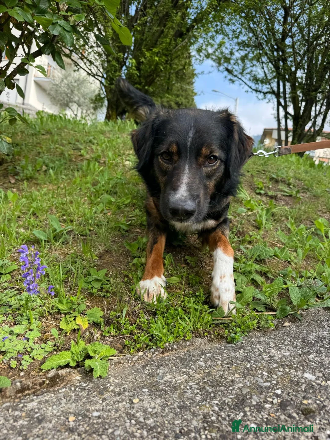 Meticcio cani in regalo: duke  - Annuncio 1