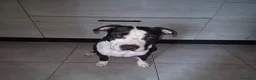 American Staffordshire cani per accoppiamento: Athena - Annuncio 2