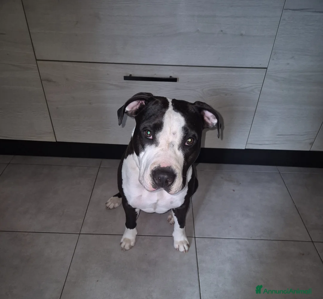 American Staffordshire cani per accoppiamento: Athena - Annuncio 2